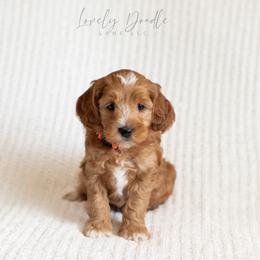 Orange Collar Boy - Red male Australian Labradoodle puppy in Thousand Oaks, California from Lovely Doodle Lane