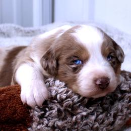 Avery - Red merle male Australian Shepherd puppy in Falcon, Missouri from www.maubachranch.com