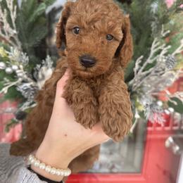 Brown - Red  male Goldendoodle puppy in Alamance County, North Carolina from Doodle Squad Puppies