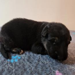 Boy 2 - Black and red male German Shepherd puppy in Longview, Washington from Bunkerhill Shepherds