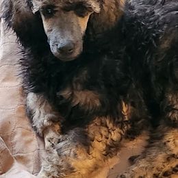 Poodle Puppies from Savvy and Friends, LLC