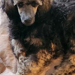 Poodle Puppies from Savvy and Friends, LLC