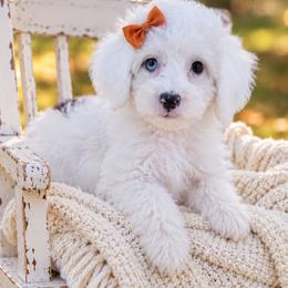Sugar - Cream female Aussiedoodle puppy in Byron, Georgia from Southern Olive Doodles 🫒