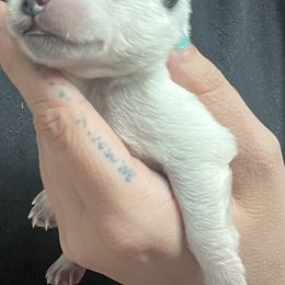Boy 3 - Blue male Australian Cattle Dog puppy in Norton, Ohio from Australian Cattle Dog Company