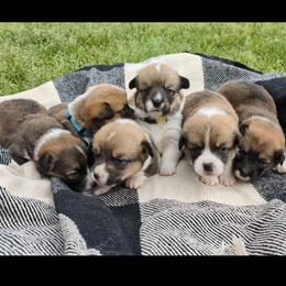 Pembroke Welsh Corgi puppies from Oaken Ridge Corgis