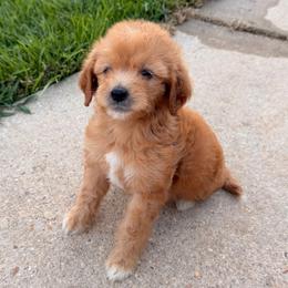 Boy 2 - Red  male Goldendoodle puppy in Meridian, Mississippi from Magnolia Poodles and Doodles