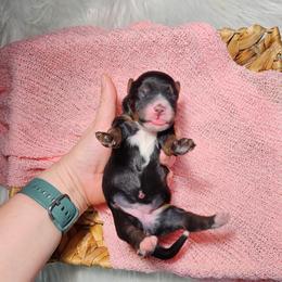 Tootsie Roll - Tri-color female Bernedoodle puppy in Decatur, Georgia from So Adoodable