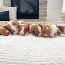 Bernedoodle puppies from Wonderful World Doodles