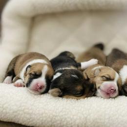 Pembroke Welsh Corgi Puppies from Mount Garfield Corgis