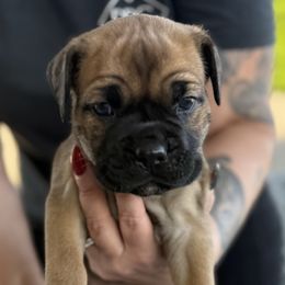 Cane Corso Puppies from PNW Cane Corsos