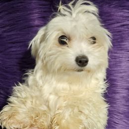Daisey - Maltese