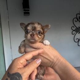 Minh - Merle male Chihuahua puppy in Eustis, Florida from Chichianna's Legacy