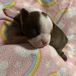 Neva - Red female Boston Terrier puppy in Kingsport, Tennessee from Dreamweaver Bostons