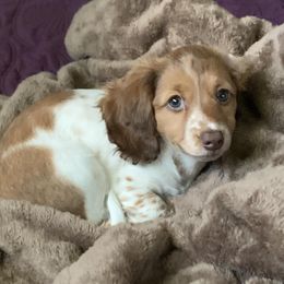 Dachshunds from Gorgeous Mini Dachshunds