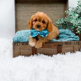 Calvin - Red male Cavapoo puppy in Statesville, North Carolina from Doodle Babies