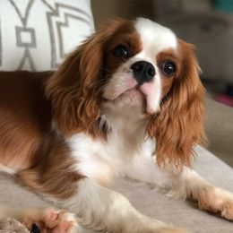 Cavalier King Charles Spaniels from Fieldstone Cavaliers