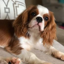 Cavalier King Charles Spaniels from Fieldstone Cavaliers
