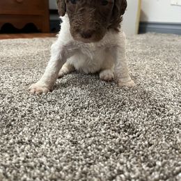 Aussiedoodle and Poodle Puppies from Covington Acres