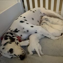 Dalmatians from Justin & Vincent Maldonado