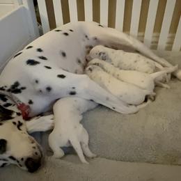 Dalmatians from Justin & Vincent Maldonado