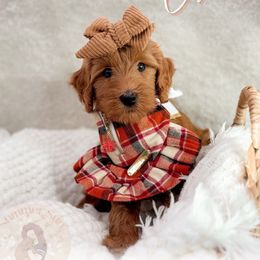 Olive - Red  female Goldendoodle puppy in California City, California from Summer Sun Doodles