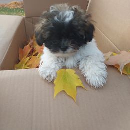 Boy 2 - Black gold and white Shihpoo puppy in Middlebury, Indiana from Rika' Family
