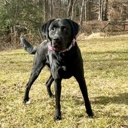 Luna - Labrador Retriever