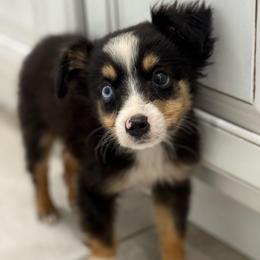 Tate - Black tri male Toy Australian Shepherd puppy in Ambrose, Georgia from Brandilyn's Aussies