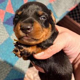Hamilton (yellow Male) 2887.70 - Black and tan male Dachshund puppy in Loris, South Carolina from Dogwood Mountain Dachshunds