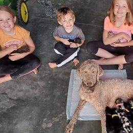 Aussiedoodles and Sheepadoodles from Neudoodles