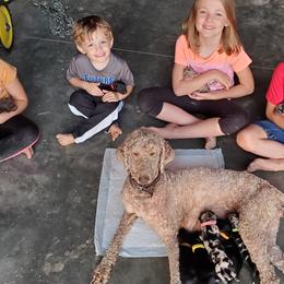 Aussiedoodles and Sheepadoodles from Neudoodles