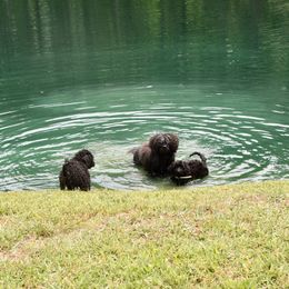 "swimming with Dad" Portuguese Water Dog All Grown Up from Southern Splash
