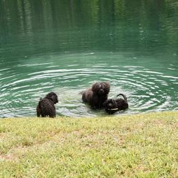 "swimming with Dad" Portuguese Water Dog All Grown Up from Southern Splash