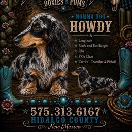 Howdy - Dachshund