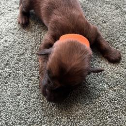 Boy 2 - male Soft Coated Wheaten Terrier puppy in Cody, Wyoming from Yellowstone Breeders