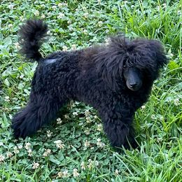 Jared - Poodle