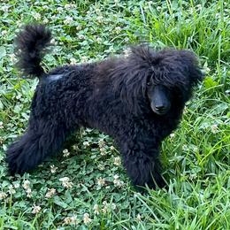 Jared - Poodle