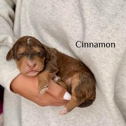 Cinnamon - Sable male Bernedoodle puppy in Pennsylvania from Bells Bernedoodles