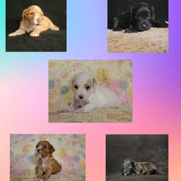 Cavapoo puppies from KDK Missouri Miniature Poodles