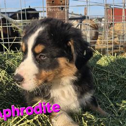 Aphrodite - Black tri-color female Australian Shepherd puppy in Smithfield, Utah from Invictus Farms