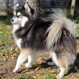 Sully - Pomsky