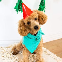 Radar - Poodle
