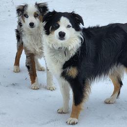 Miniature American Shepherd and Miniature Australian Shepherd All Grown Up from Majestic Point Aussies