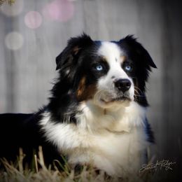 Australian Shepherd All Grown Up from Aussies of Sunset Ridge