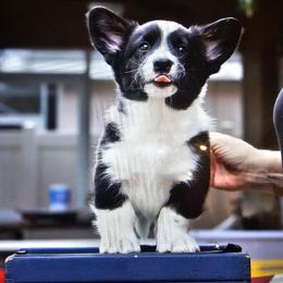 Cardigan Welsh Corgi Puppies from Welswood Cardigans