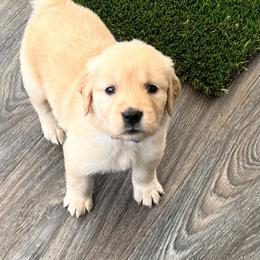 Golden Retriever Puppies from Contango Goldens