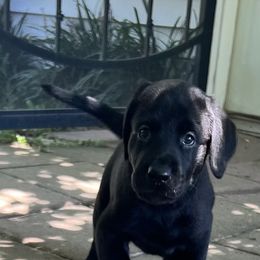Mr Green - Black male Labrador Retriever puppy in Effingham, South Carolina from Stagecoach Retrievers
