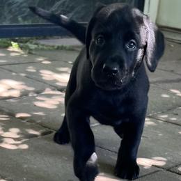 Mr Green - Black male Labrador Retriever puppy in Effingham, South Carolina from Stagecoach Retrievers
