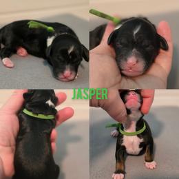 Jasper - Tri-color male Bernedoodle puppy in Summerville, South Carolina from Channys Doodles