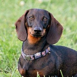 Josie - Dachshund